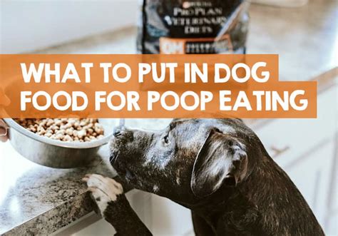 What to Put in Dog Food to Stop Eating Poop (8 Ideas)