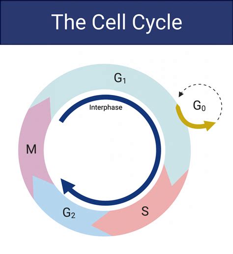 Cell Cycle: Definition, Phases, And Diagram, 49% OFF