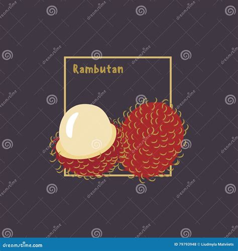 Hand Drawing Rambutan with Slice on Dark Background. Stock Illustration ...