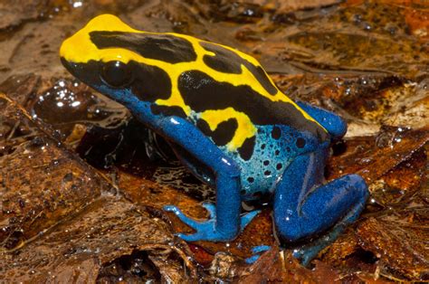 Dendrobates tinctorius - Frogs & Co