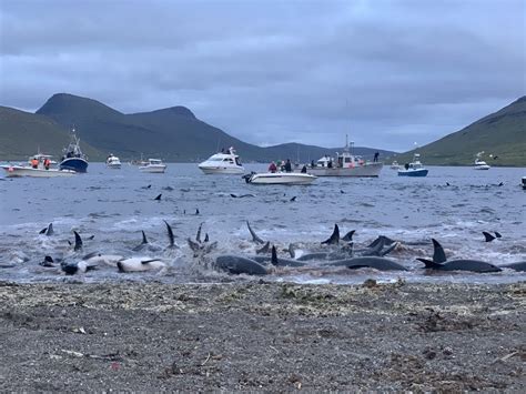 Faroe Islands - out of sight but not out of mind - Whale and Dolphin ...