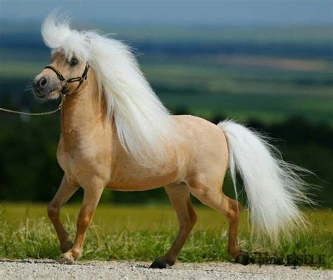 Pin on Equine Beauty | Palomino horse, Miniature horse, Pretty horses