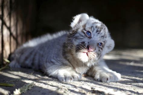 White Tiger Cubs, White Tigers, White Lions, Cubs Pictures, Black ...