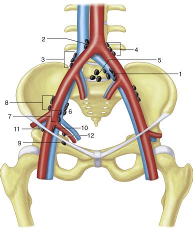 Lymph Node Imaging Techniques and Clinical Role | Radiology Key