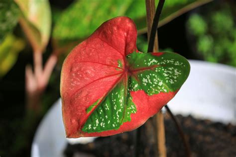 Indoor plants with red leaves: our favourites - Plantura