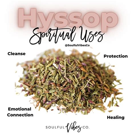 Hyssop Spiritual Uses | Herbs, Magic herbs, Magical herbs