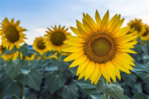 Bloemen in alle vormen en maten | Natuurwijzer