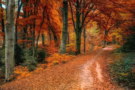 Autumn Wallpapers - 4k, HD Autumn Backgrounds on WallpaperBat