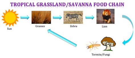 Food Chain and Web - Tropical Grassland/ Savanna