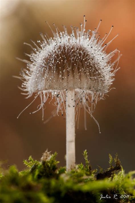 Memorable And Minute Mushroom Photography - Bored Art