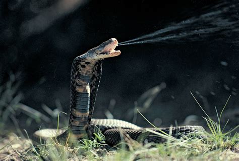 9 of the World’s Deadliest Snakes | Britannica