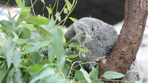 Koala Eating Eucalyptus Leaves Stock Footage Video 4434806 - Shutterstock