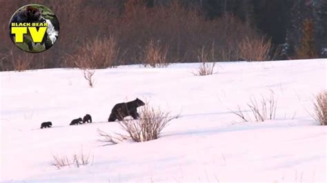 Black Bear with Cubs in Snow - YouTube