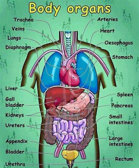 Pin by U and Me on English | Human body vocabulary, Human body organs ...