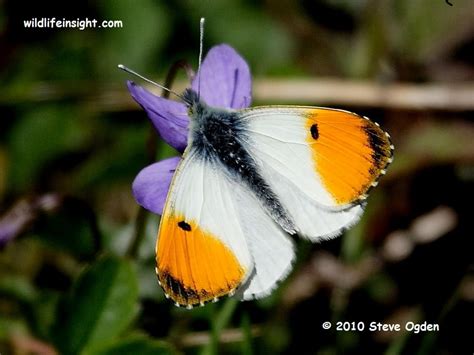 Orange–tip Butterfly and caterpillar (Anthocharis cardamines ...