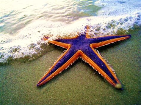 Starfish - Facts about Seastars