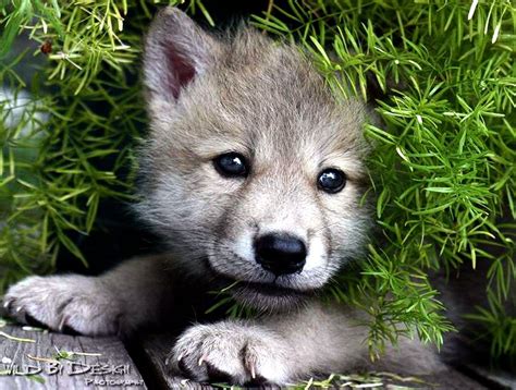 Cute Wolf Puppy Wallpapers - Top Free Cute Wolf Puppy Backgrounds ...