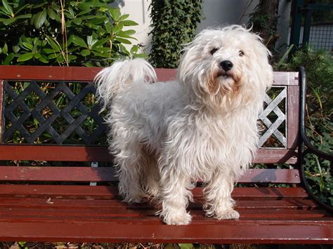 Westiepoo - West Highland Terrier Poodle Mix | PoodleHQ