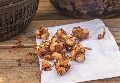 Wanneer krokusbollen planten: Gids van experts voor prachtige ...