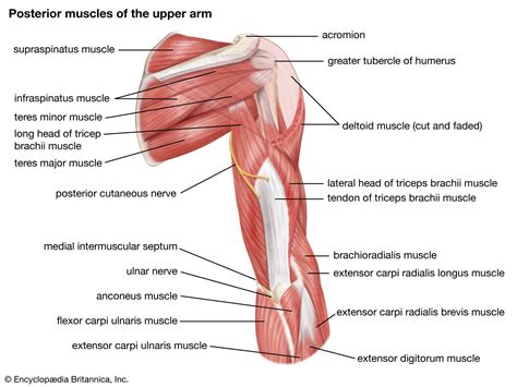 Upper Torso Muscle Name / Muscles Of The Hips And Thighs Human Anatomy ...