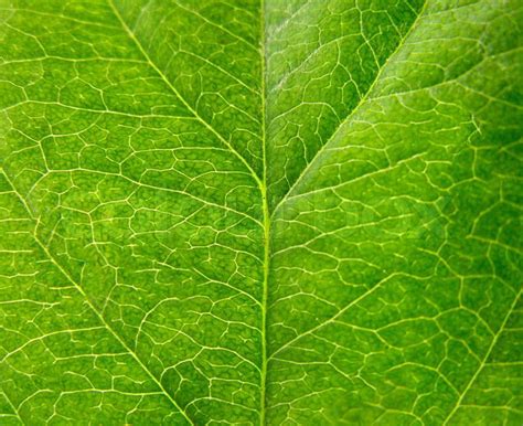 Green leaf texture close up for you | Stock Photo | Colourbox