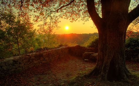 Sun, Trees, Nature, Landscape, Sunset Wallpapers HD / Desktop and ...