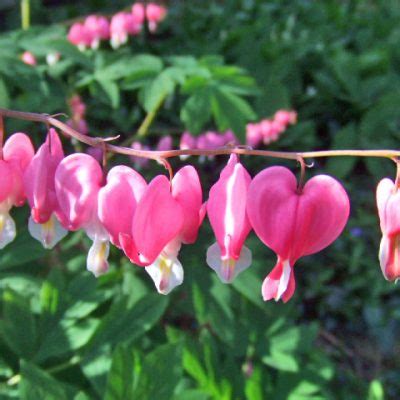 Dicentra spectabilis | Plants Direct – Victoria, BC