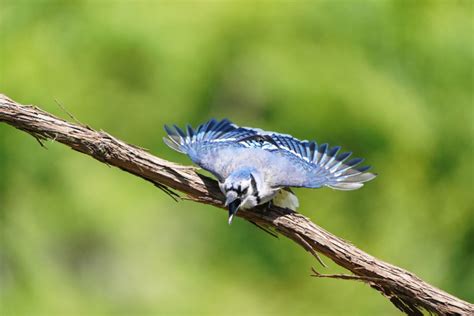 4 Ways to Deal with Bullying Blue Jays at Your Feeder