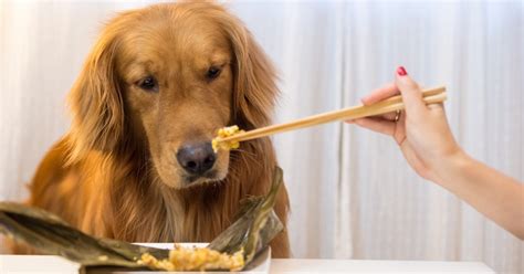 17 Best Dog Foods For Golden Retrievers (+ puppy food & tips)