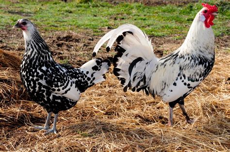 Silver Spangled Hamburg Chicken - Chicks for Sale | Cackle Hatchery