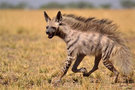 🔥 Striped hyenas tend to have a prominent mohawk-like hairline on their ...