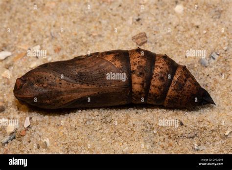 Medium vine hawk moth pupa lying on sand Stock Photo - Alamy