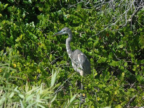 Best Places to See Wildlife - Everglades National Park — Dirty Shoes ...