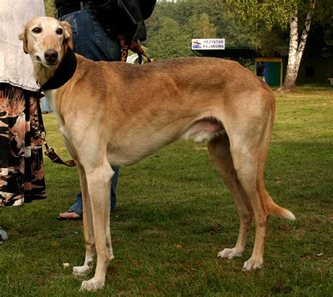 Polish Greyhound photos and wallpapers. The beautiful Polish Greyhound ...