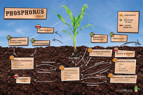 Phosphorus Cycle Poster – Nutrients for Life