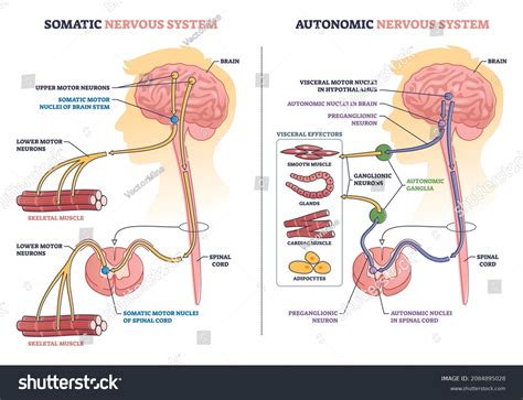 2 Sympathetic Vs Parasympathetic Nervous System Images, Stock Photos ...