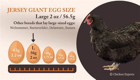 The Gentle Jersey Giant - A Sweet Tempered, Huggable Hen 77% Of Owners ...