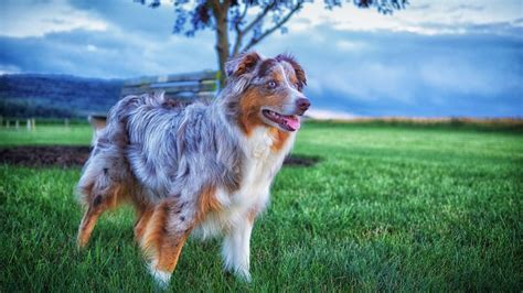 How Does A Australian Shepherd Supposed To Look After Grooming