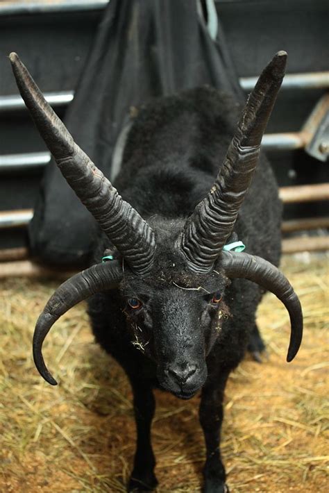 Hebridean sheep | Rare animals, Interesting animals, Animals with horns