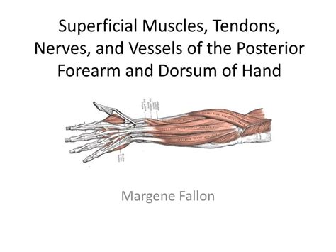 PPT - Superficial Muscles, Tendons, Nerves, and Vessels of the ...