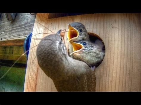 House Wrens Feeding Babies and Removing Fecal Sacs - YouTube