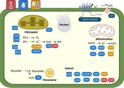 Improving oxidative stress resilience in plants - Kerchev - 2022 - The ...