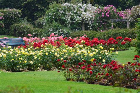 rose gardens.st annes park raheny dublin | Dublin, Nature, St anne