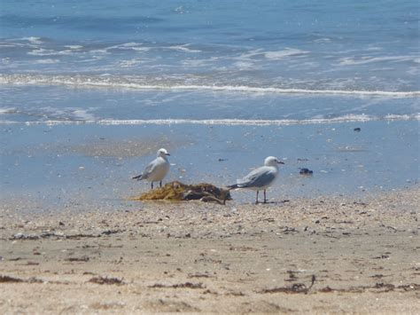 Exploring the Milford Beach Reserve