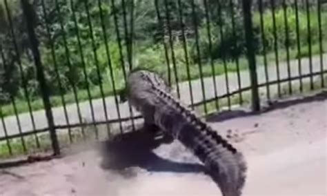 Video shows Florida alligator easily blasting through a metal fence ...