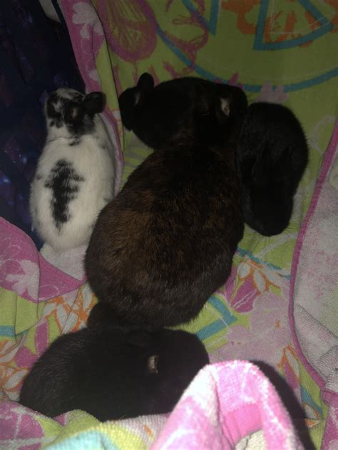 Babies and the momma : r/Rabbits