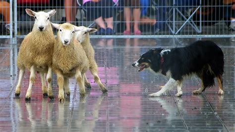 HD Border collie herding sheep Wallpaper | Download Free - 147535