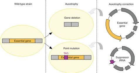 Auxotrophy of bacterial strain and prototrophic growth restoration by ...