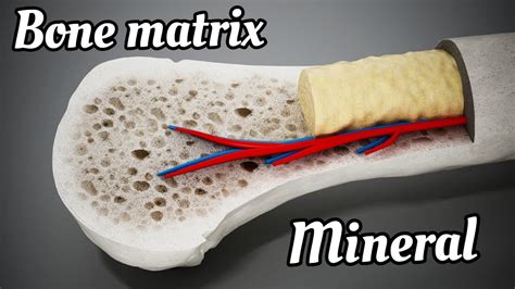 BONE MATRIX & mineral (Practice of medicine - davidson){ EASY notes ...