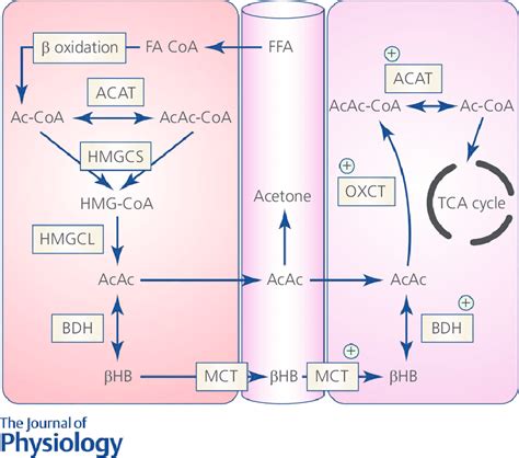 Ketone Body Synthesis